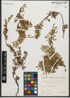 Foto von Salix retusa L.